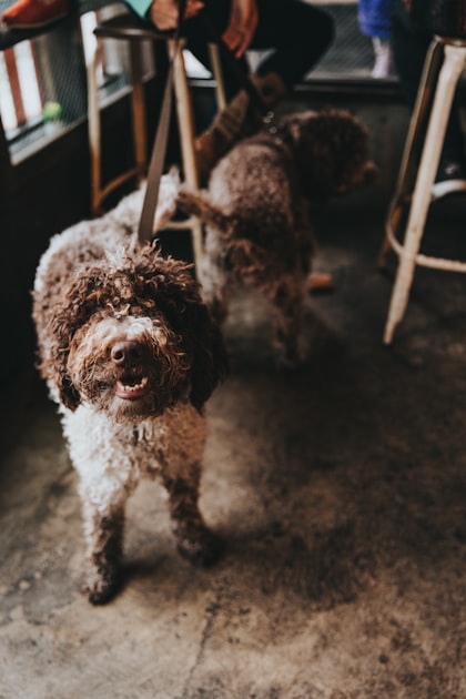 Choosing the Right Pet Sitter