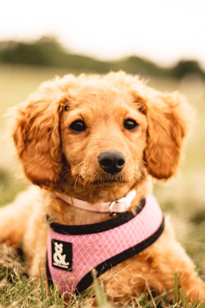 The Importance of Dog Walking