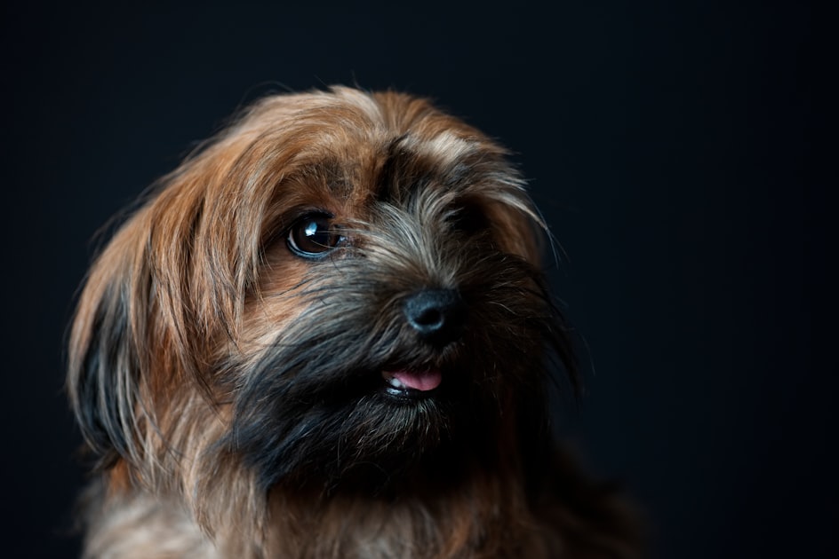 Creating a Safe Pet Daycare Environment
