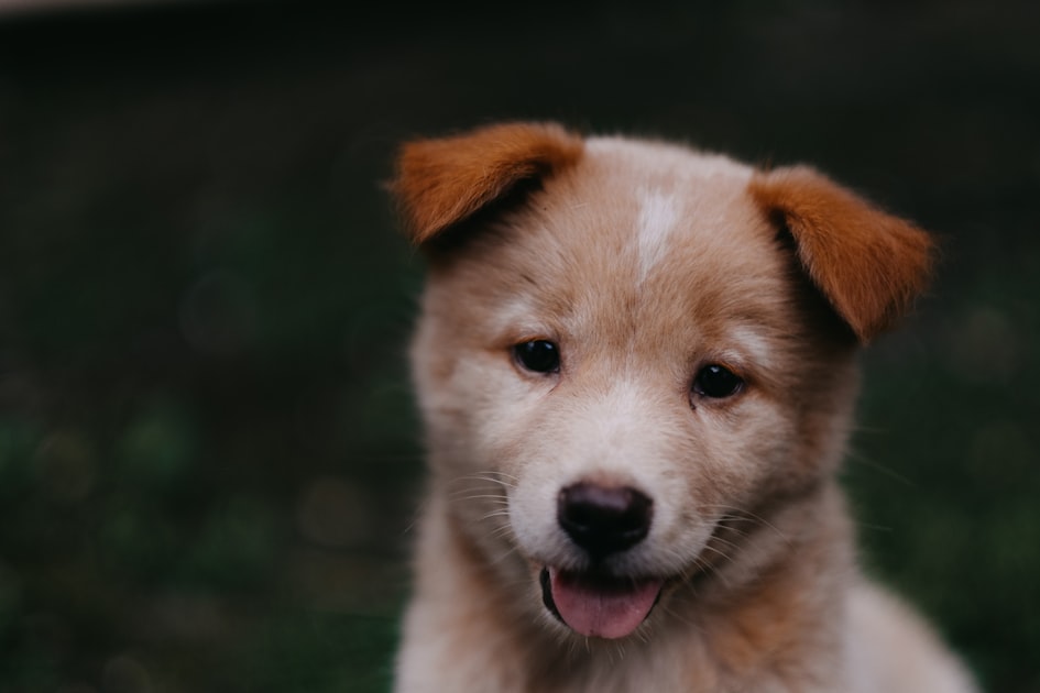 Tips for Stress-Free Pet Boarding