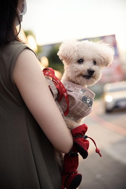 Top 5 Benefits of Pet Grooming
